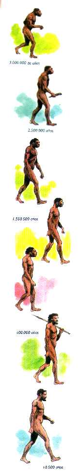 evolucion del ser humano. el ser humano- surgieron